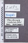 Etikette zu Pectocera indica (NHMW-ZOO-COL-0010748)